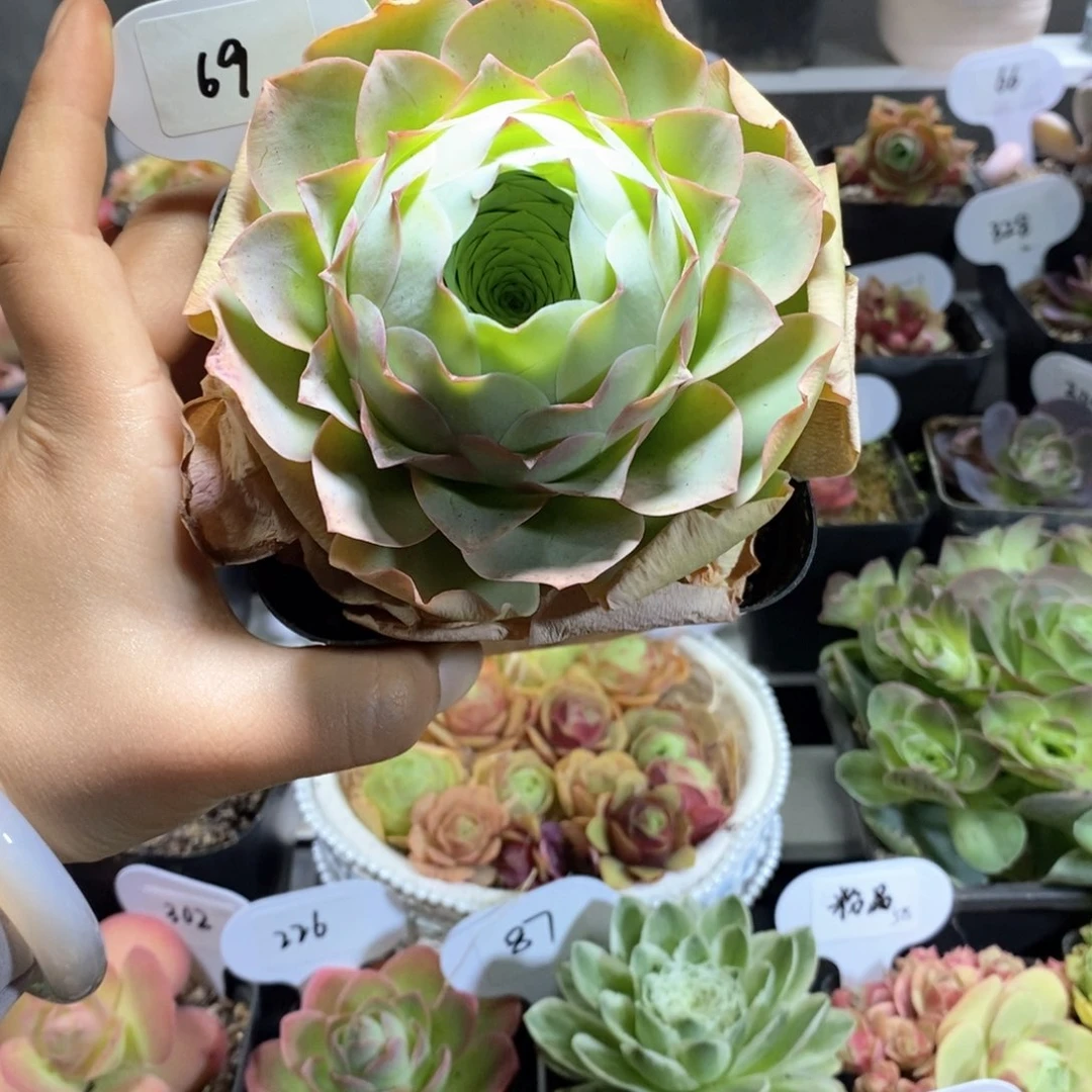 可**爱69嘉年华。一物一拍