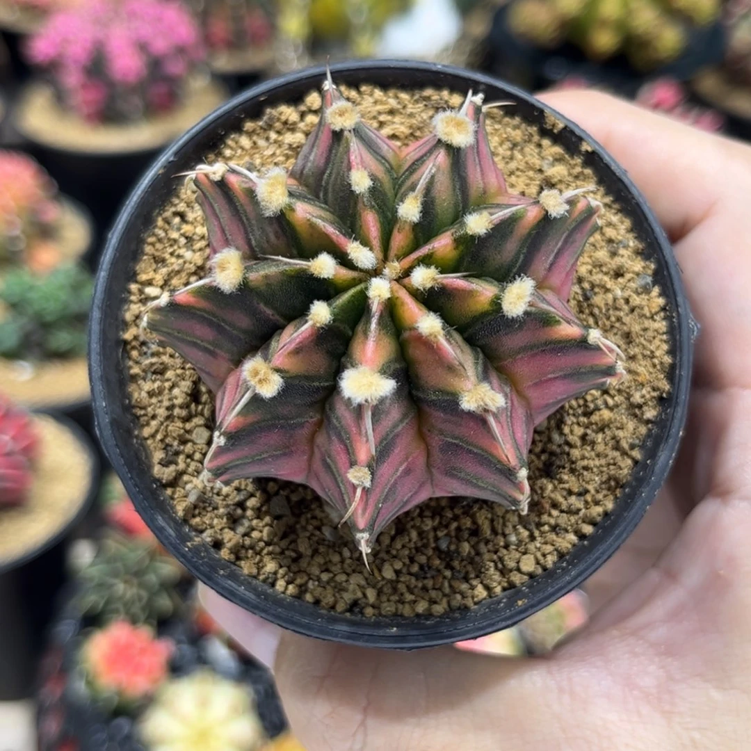 实生根肋骨锦——————-