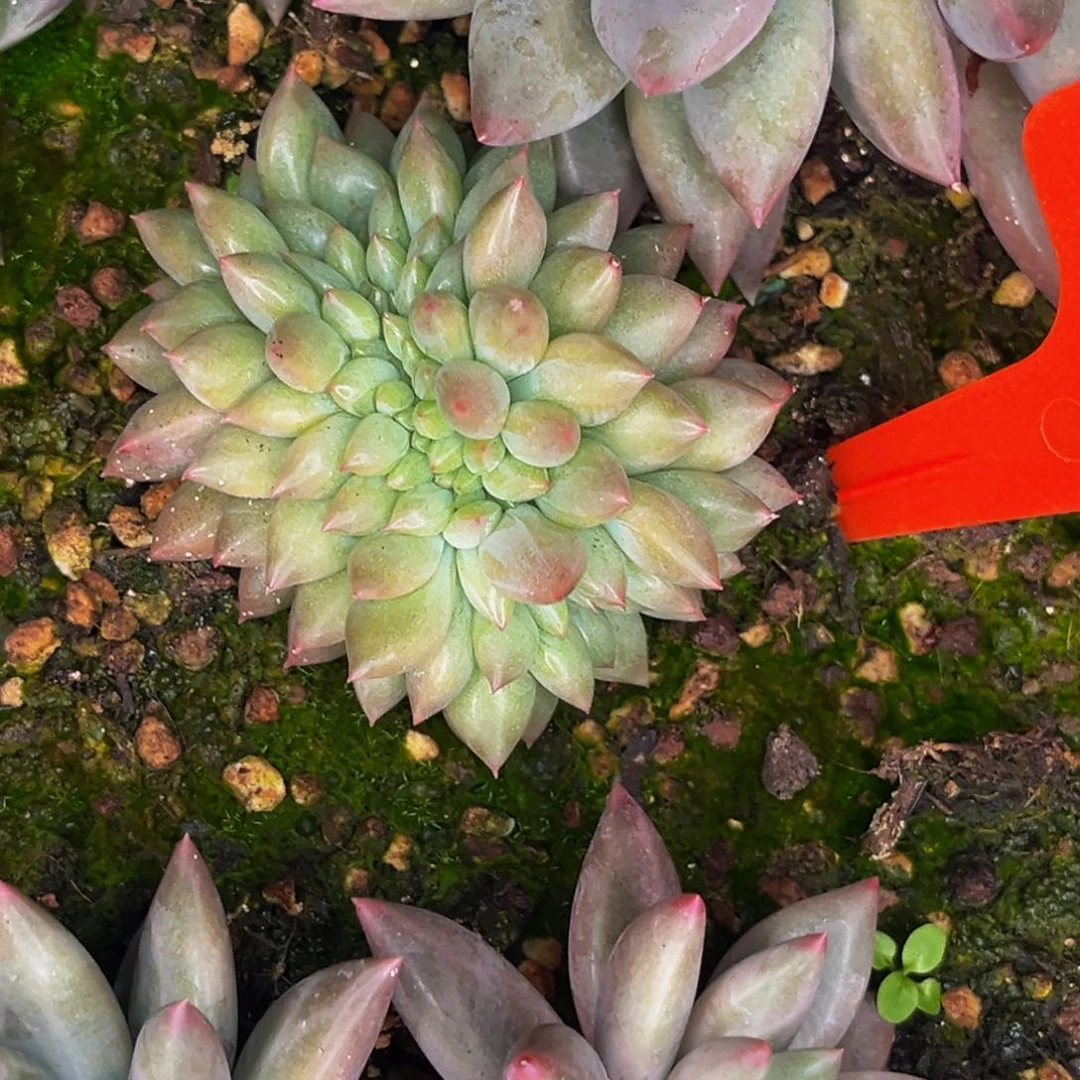 @***衿3109号晚上多肉植物群生