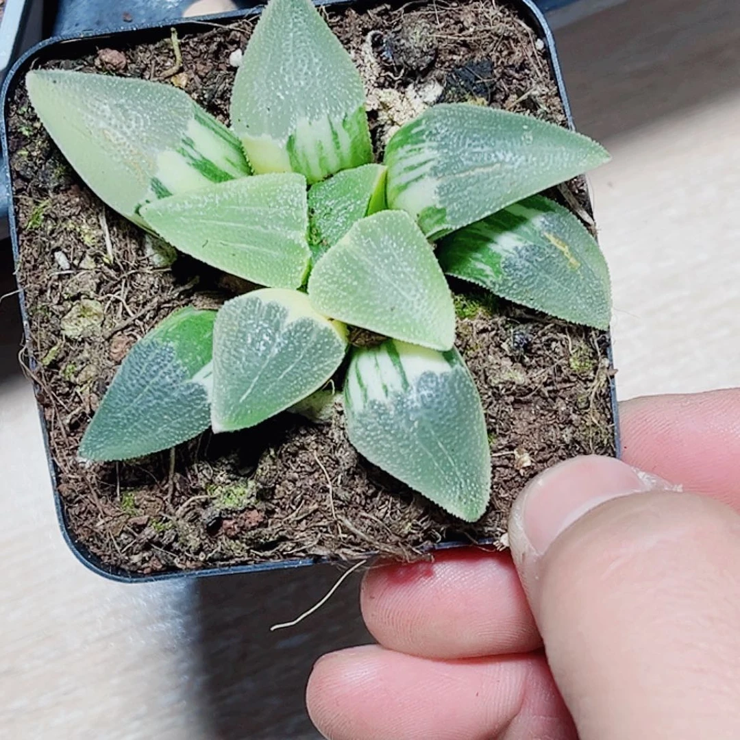 哦磨面寿锦新手好养