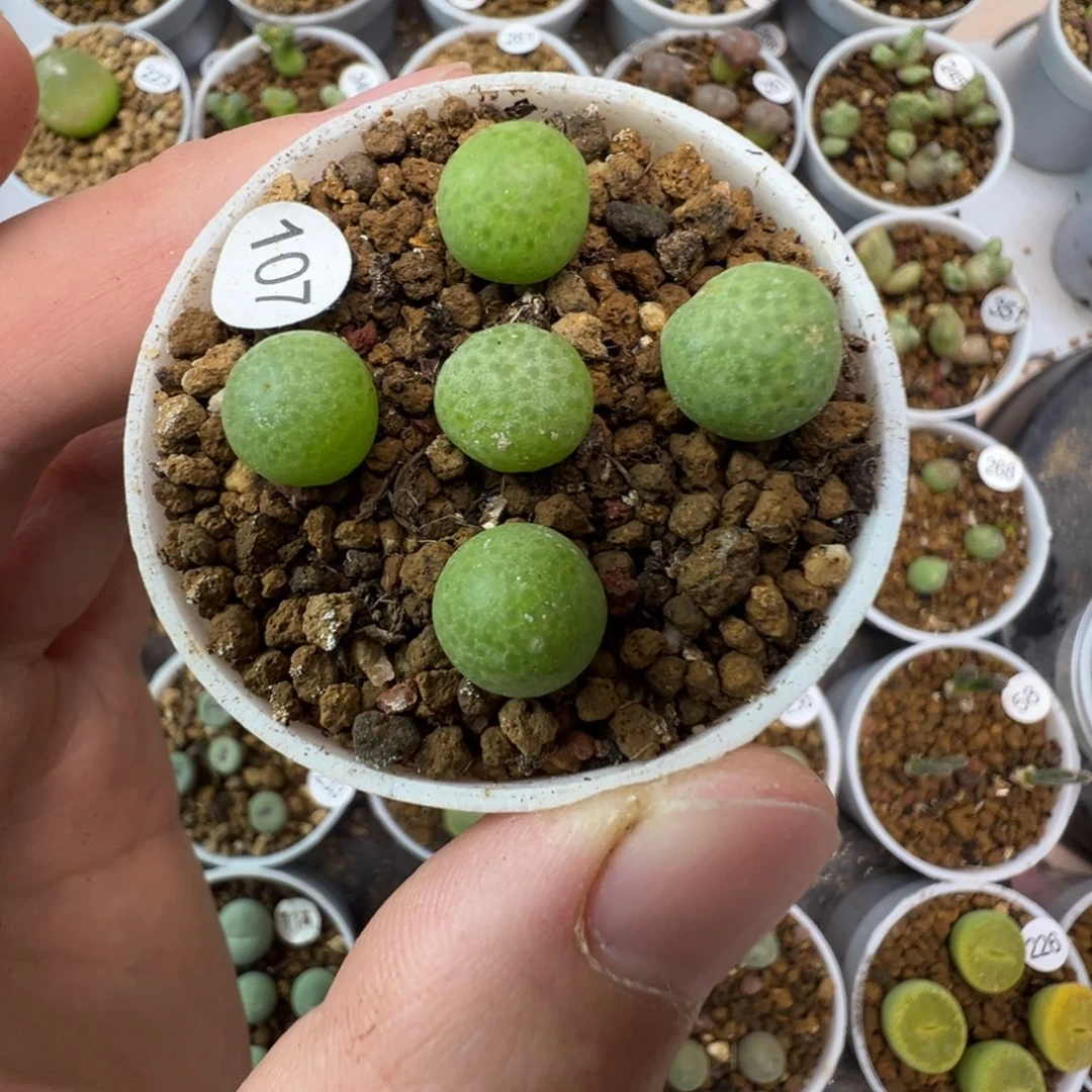 玉米一颗脱土1070000