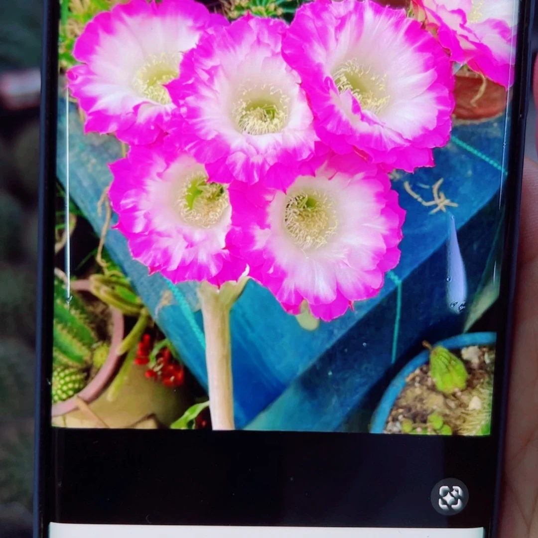 下120 彩草舞会歪无根侧芽4公分左右20包邮