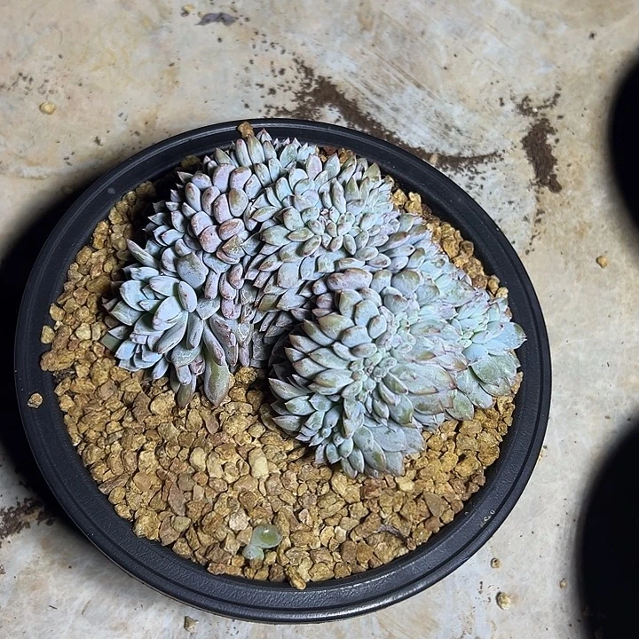 梦露群生缀化多肉