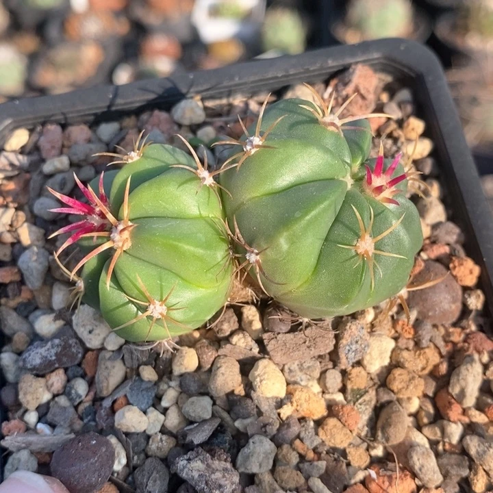 【闪购商品】双头赤城