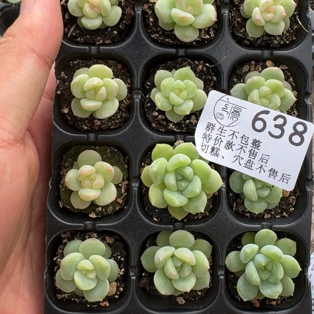 如图638播种穴盘新珍妮一份