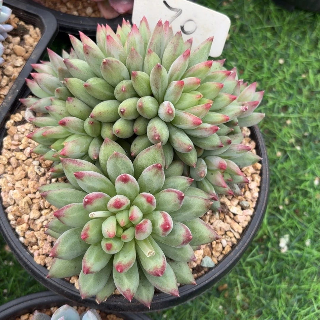 二代虞美人88888888888888