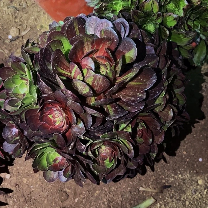 花月夜多肉植物处理不售后量拍