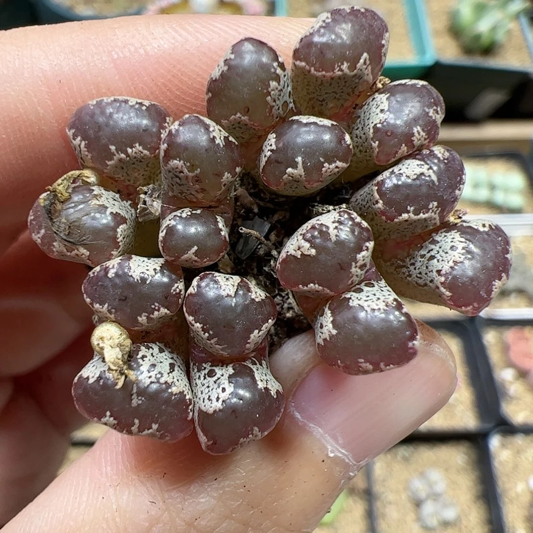 【闪购商品】65 蝴蝶