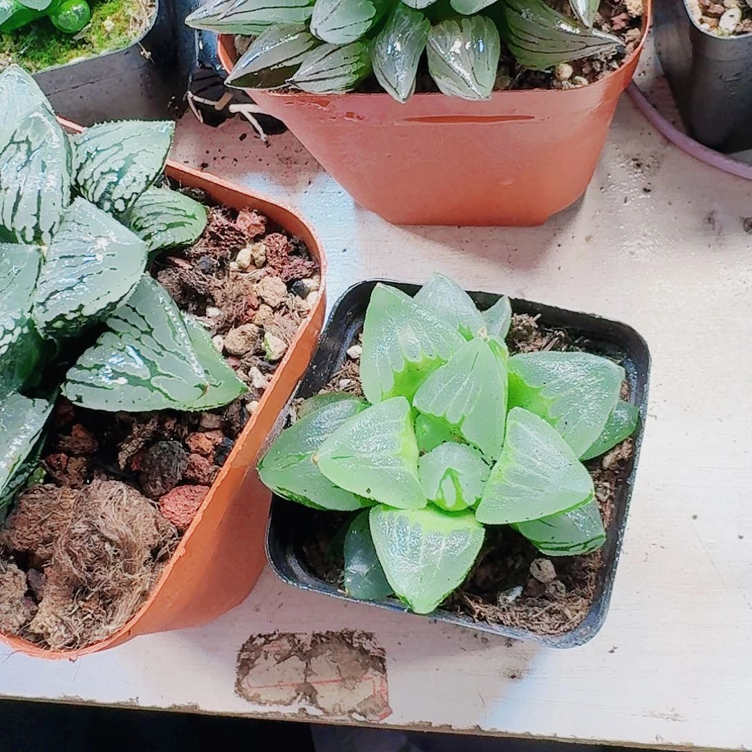 无花朵十二卷 冰城福利