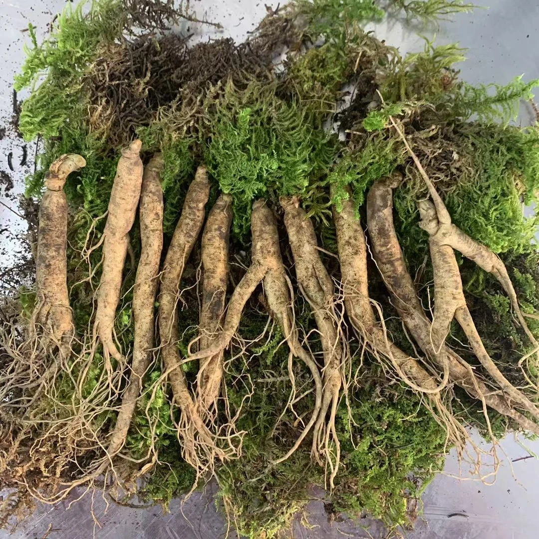 长白山鲜参*10支 泡酒煲汤