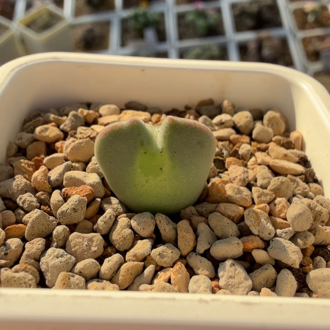 11-15-c16 韩国短耳大眼睛