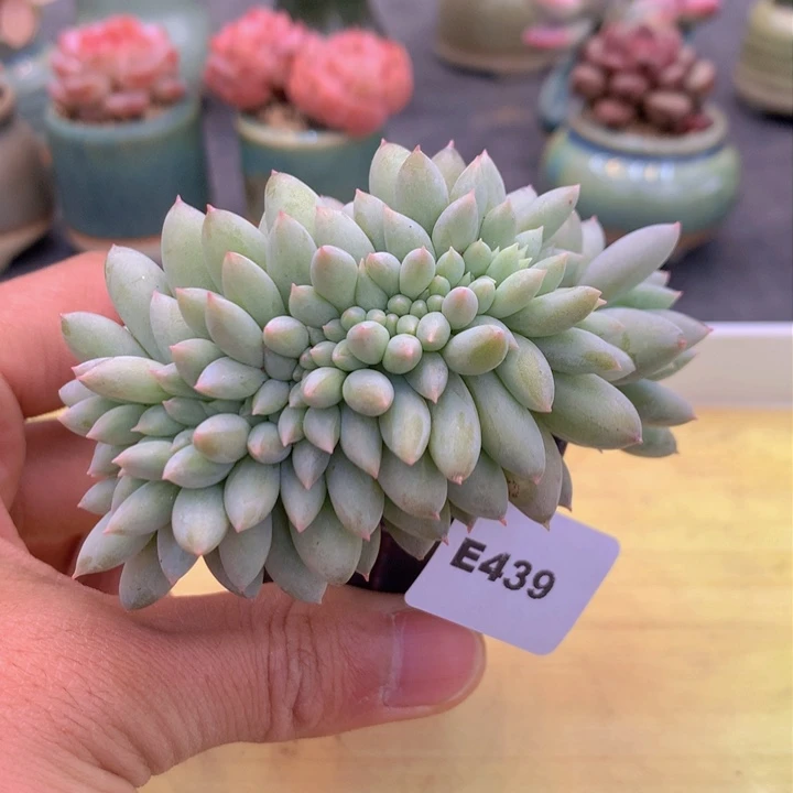 一物一拍满38包邮E439