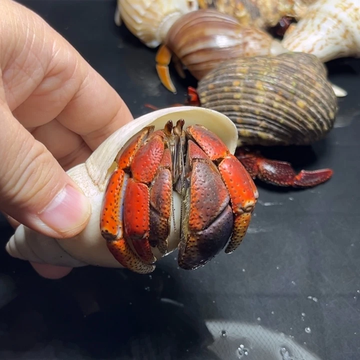 西伯4.0口径，祎缘