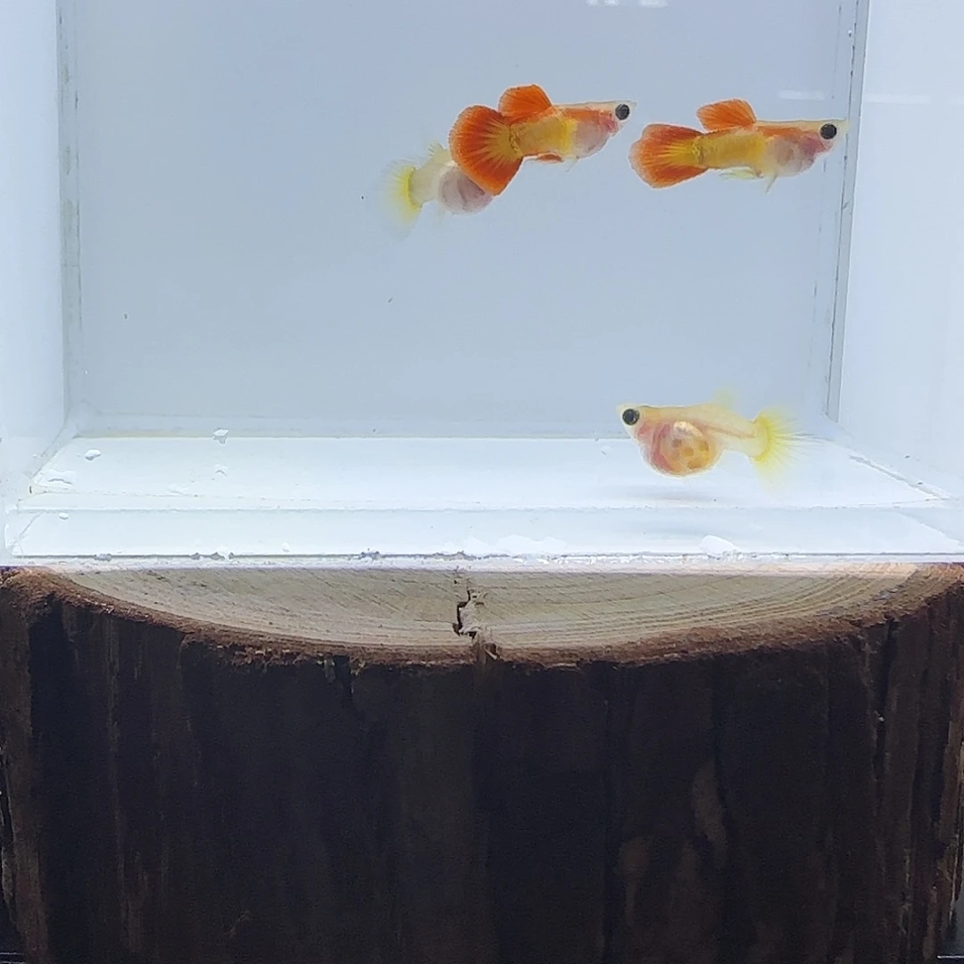 孔雀鱼皇家落日球c一组27