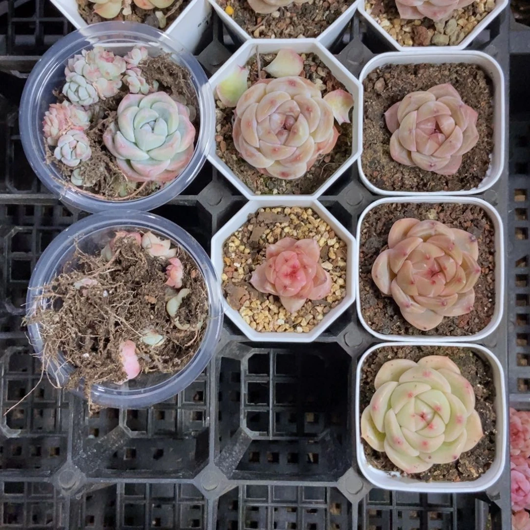 春泥家框拍链接C豆豆