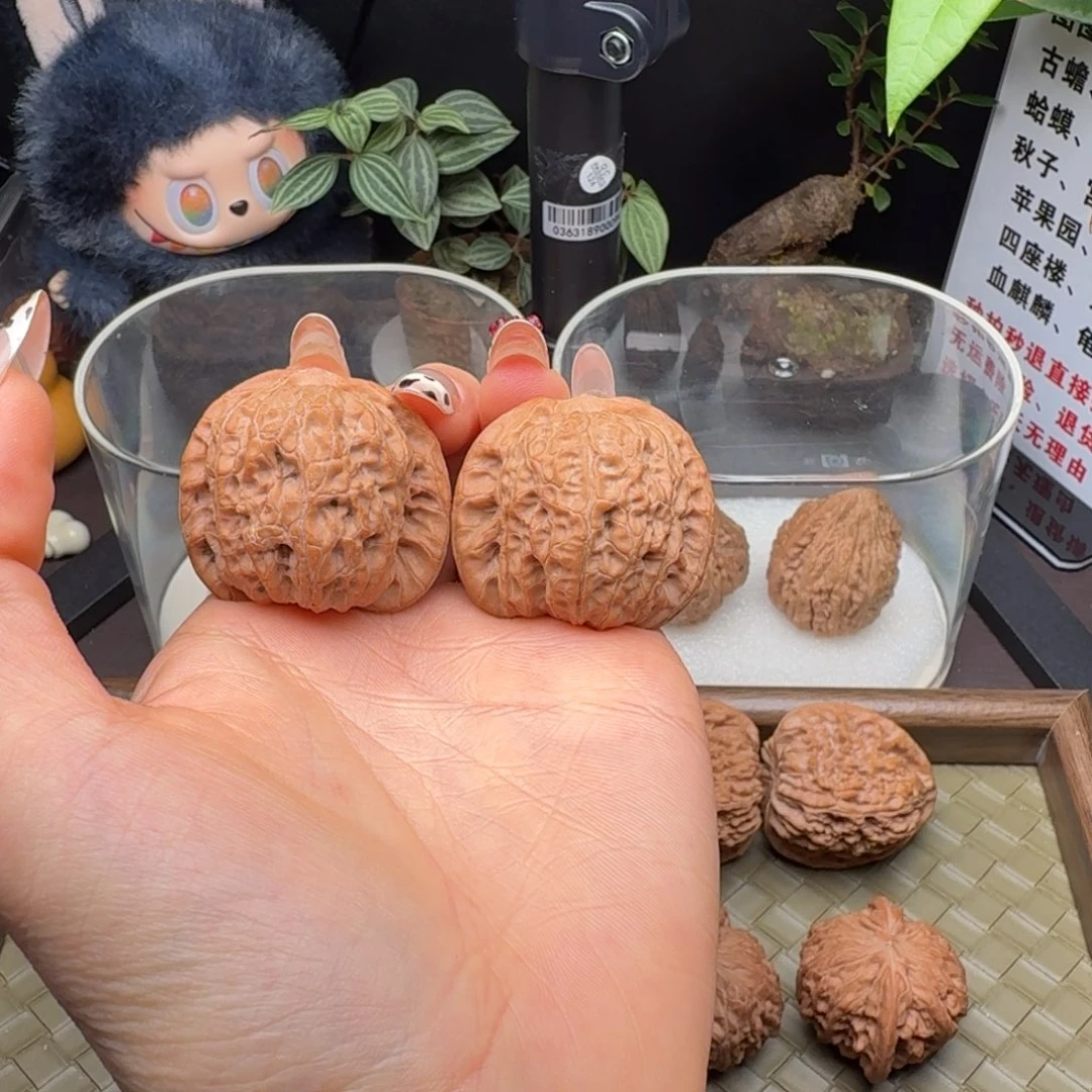 核桃全品血麒麟39（小水尖）