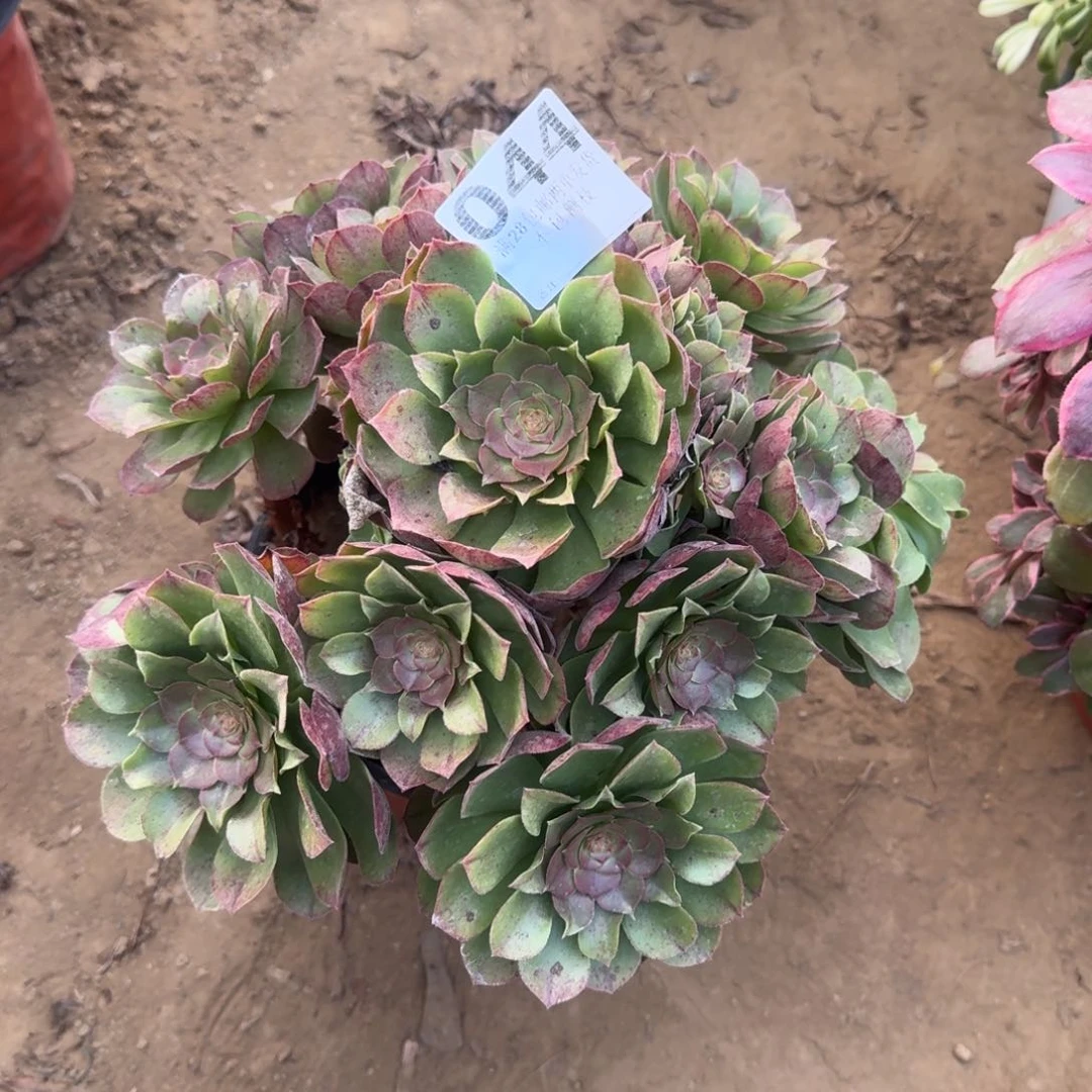 天***膀44号万拉丝清棚不包损