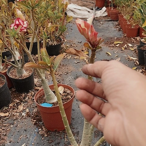 【闪购商品】家**帘绿植