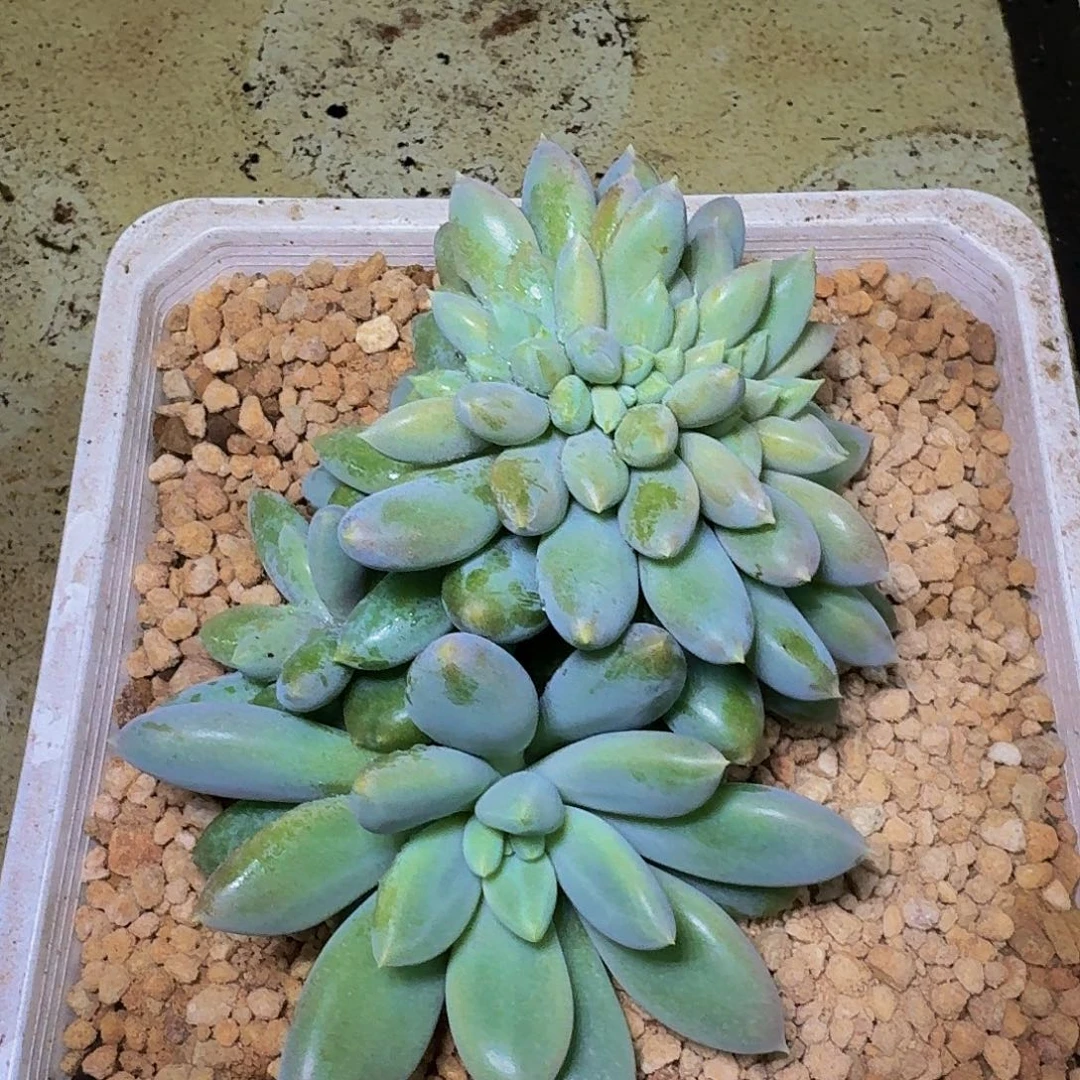 黄胖体 哥特 缀化 一物一拍