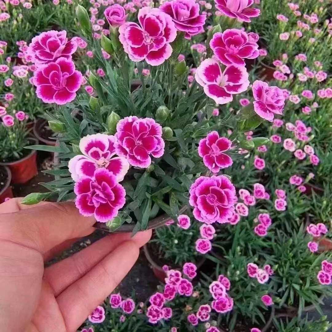 欧石竹花种子常夏初吻少女石竹多年生四季播种开花种阳台庭院花