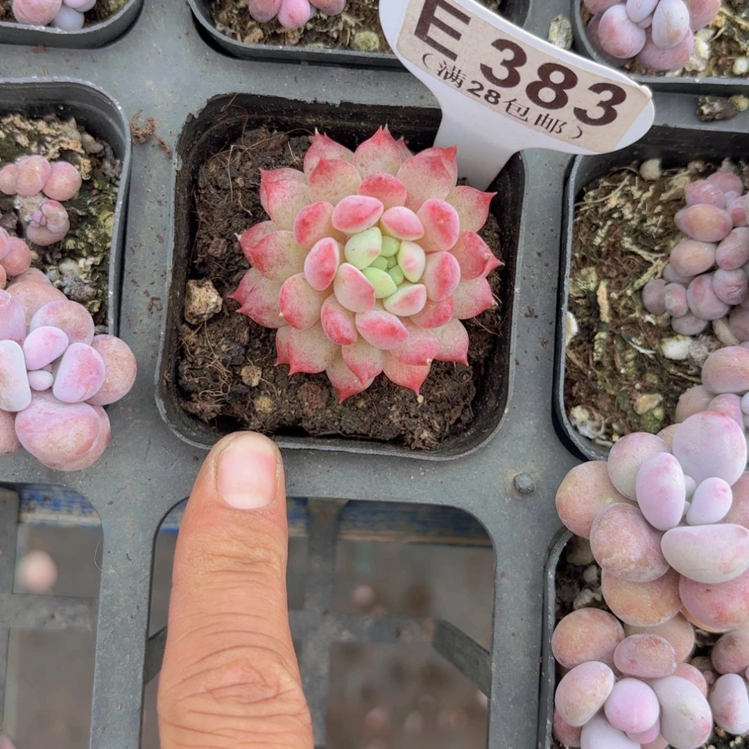 E383胭脂豆一物一拍