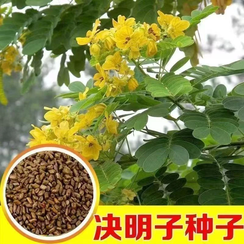 决明子种子中草药四季播种耐寒阳台盆栽庭院决明草可入药