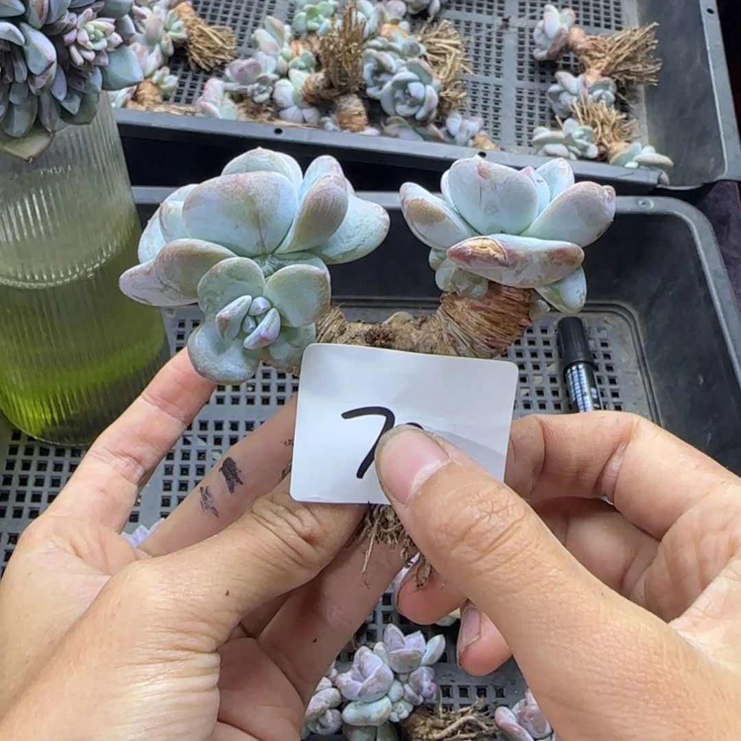 *****星影4头一物一拍70