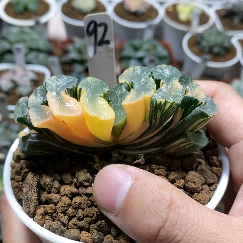 【闪购商品】92广重