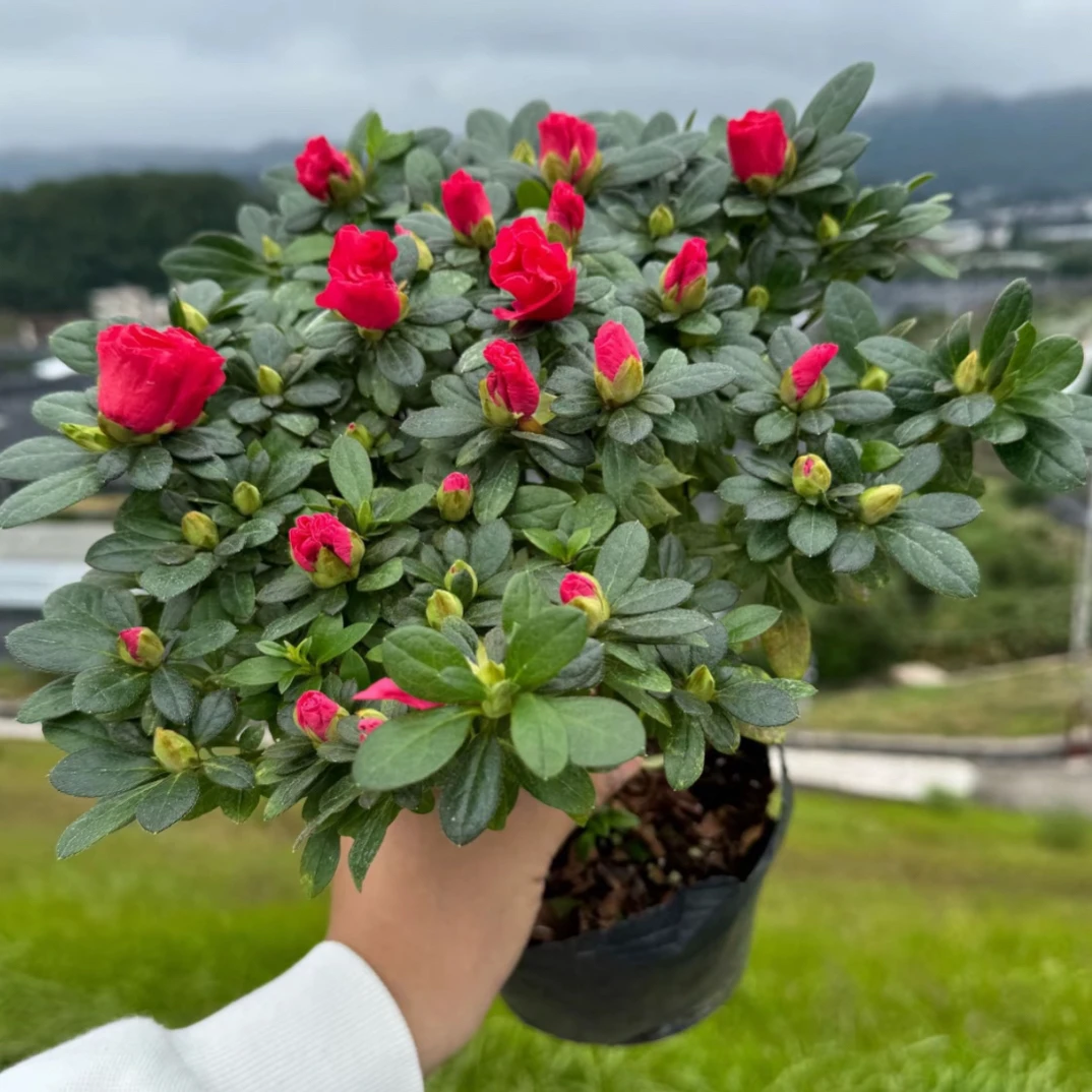 （红宝石）杜鹃带花苞，四季开花好养活冠福15到20