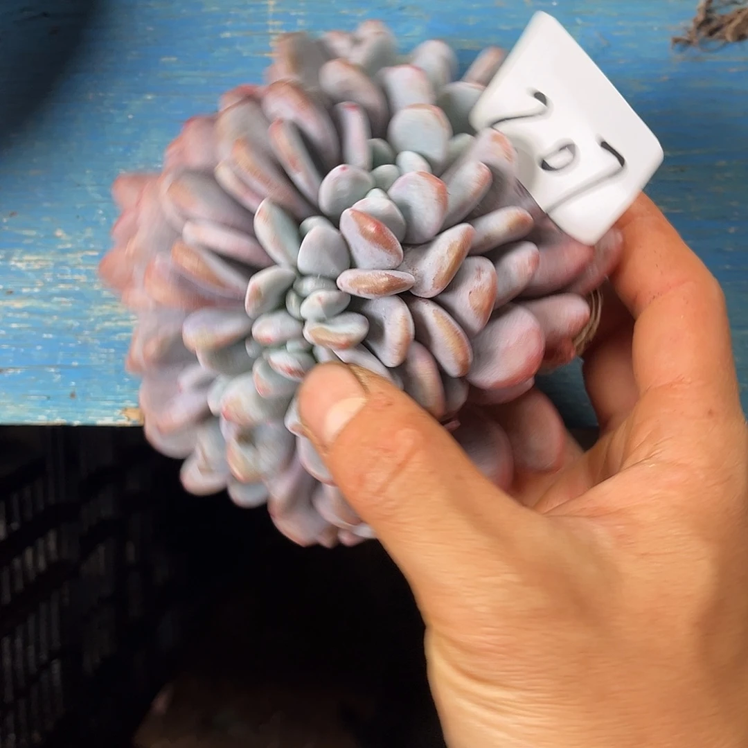 秋***水粉兔缀20多肉植物207多肉