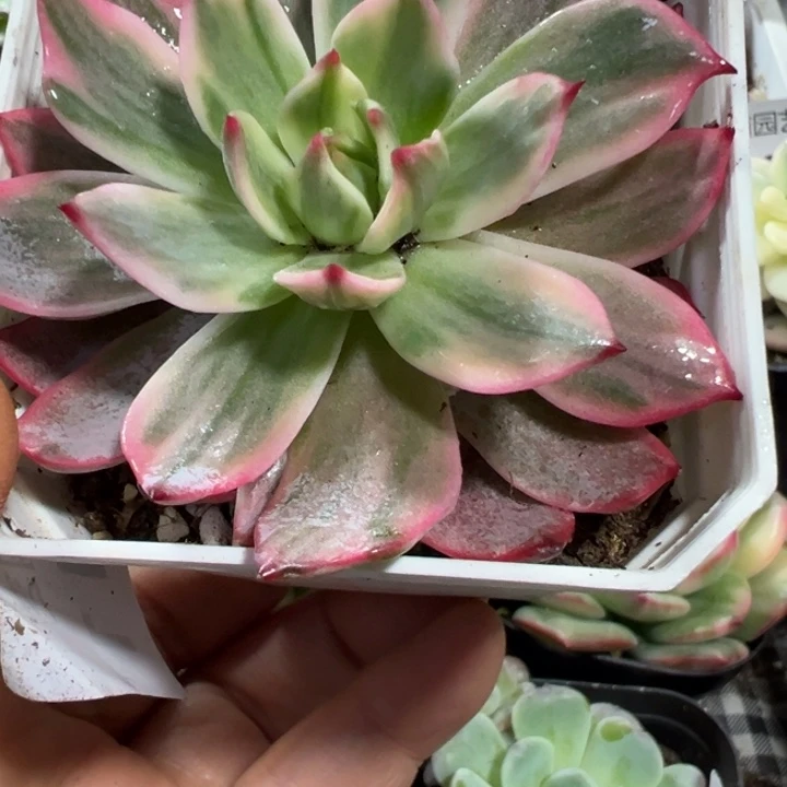 劳伦斯锦多肉植物