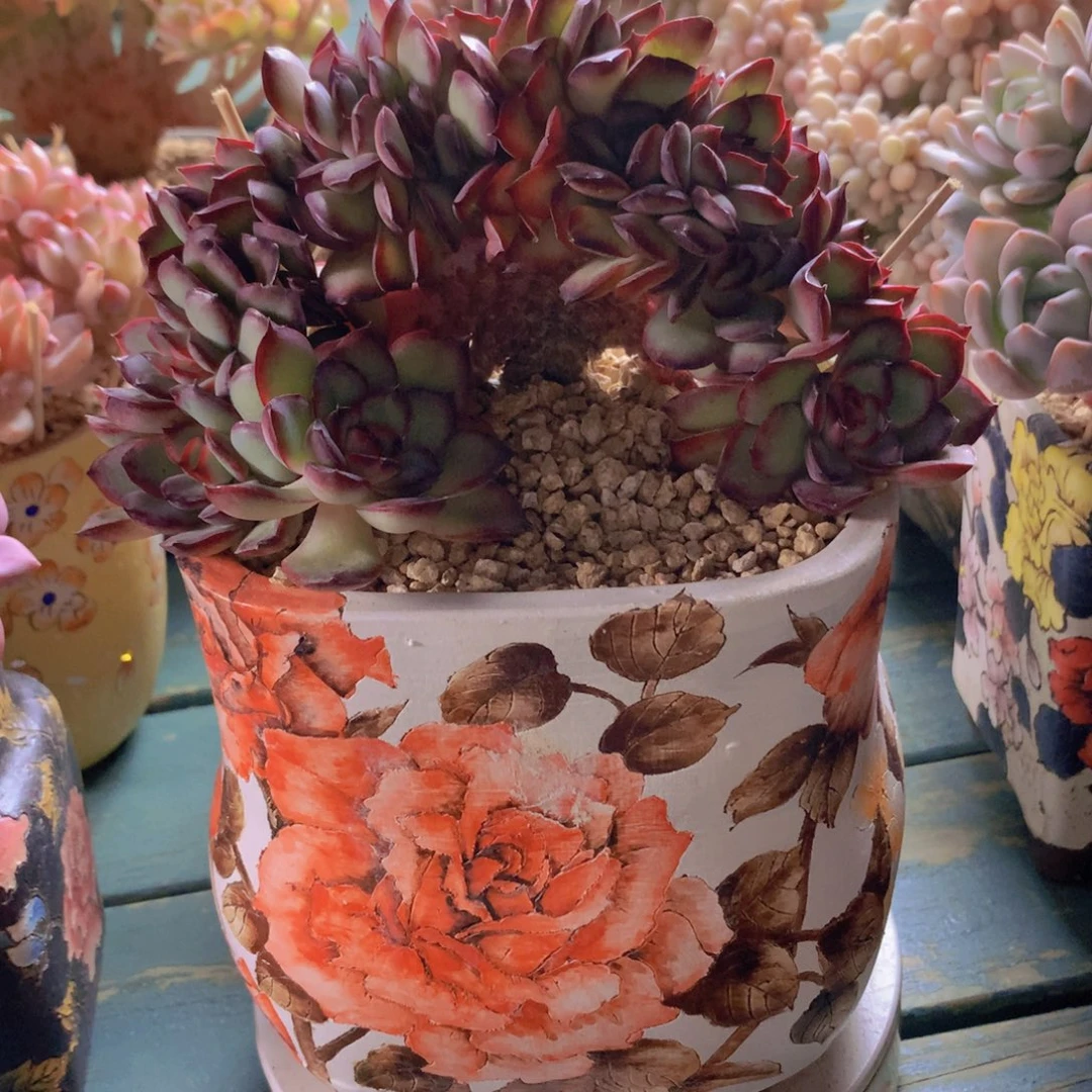 肉酱玫瑰无砍自然群