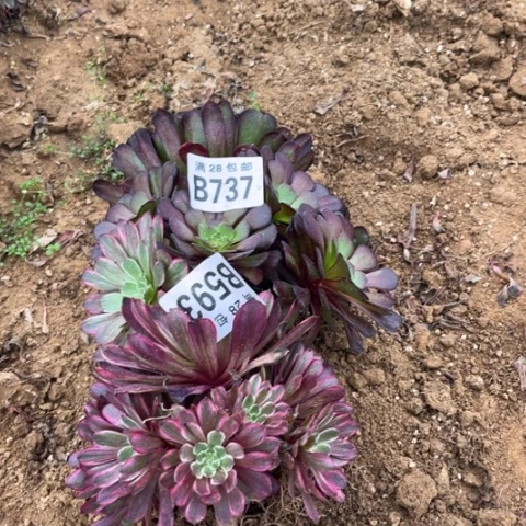 737两个不包断枝