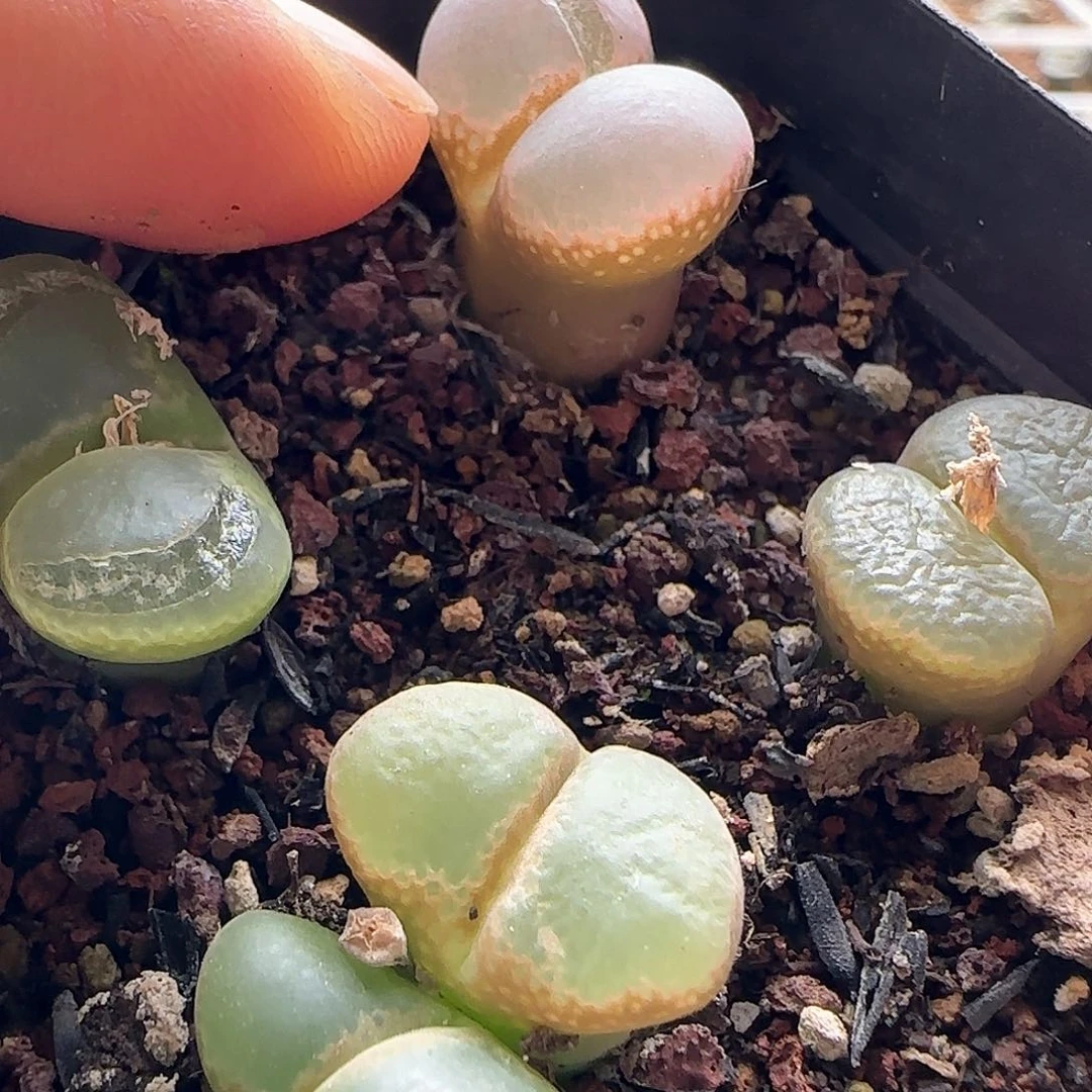 臭*.脱土发货哦25163