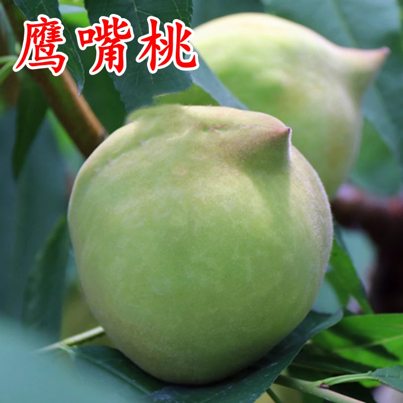 鹰嘴桃果树苗盆栽裸根庭院