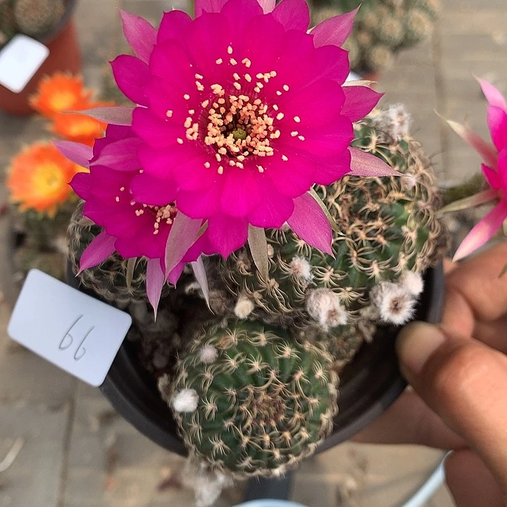 66 落地自根丽花8厘米盆
