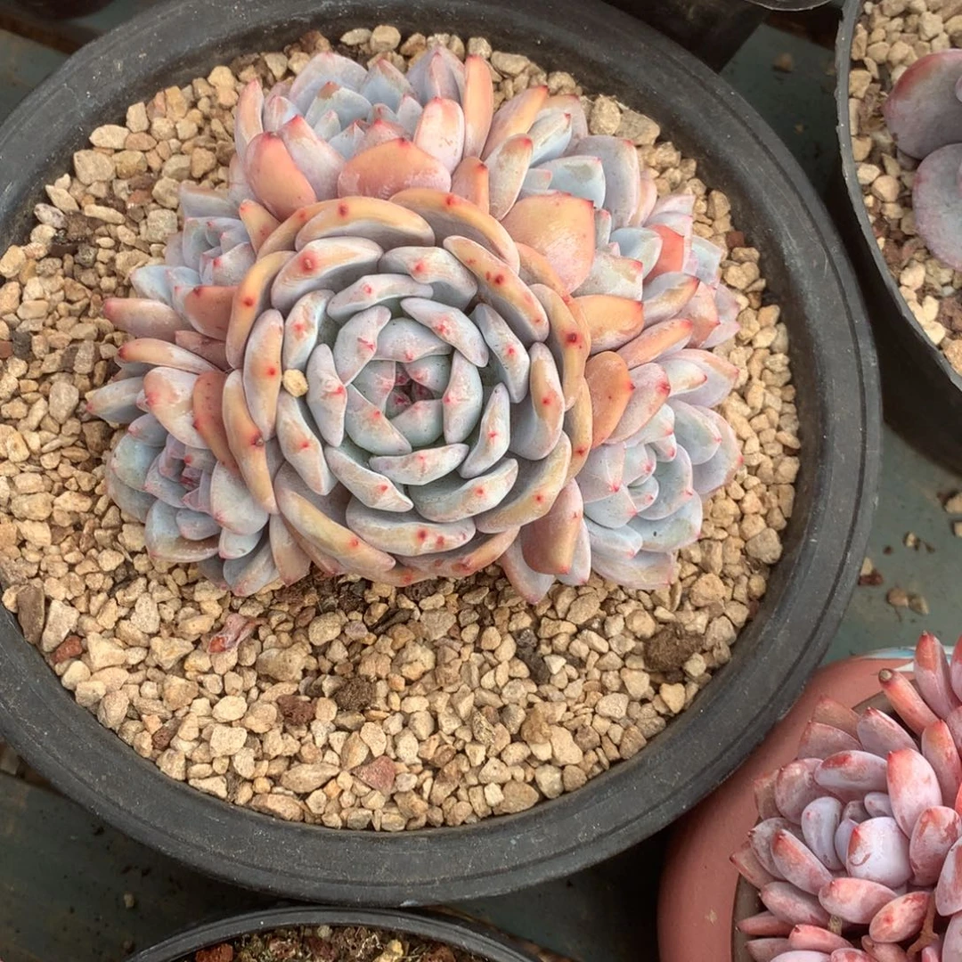 无花朵哈哈哈哈哈哈哈哈哈40
