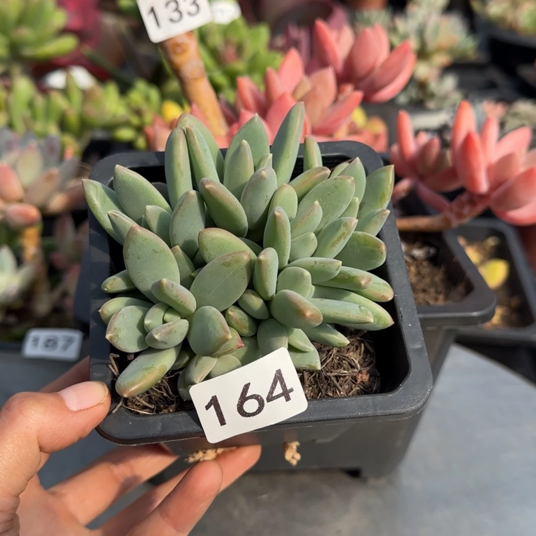 164号一物一拍 一物一拍