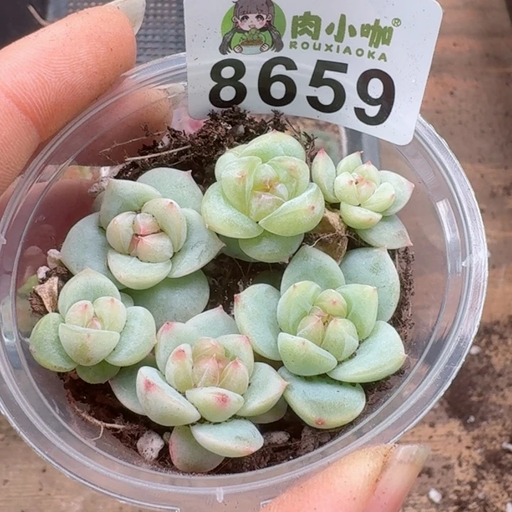 多肉植物多肉植物