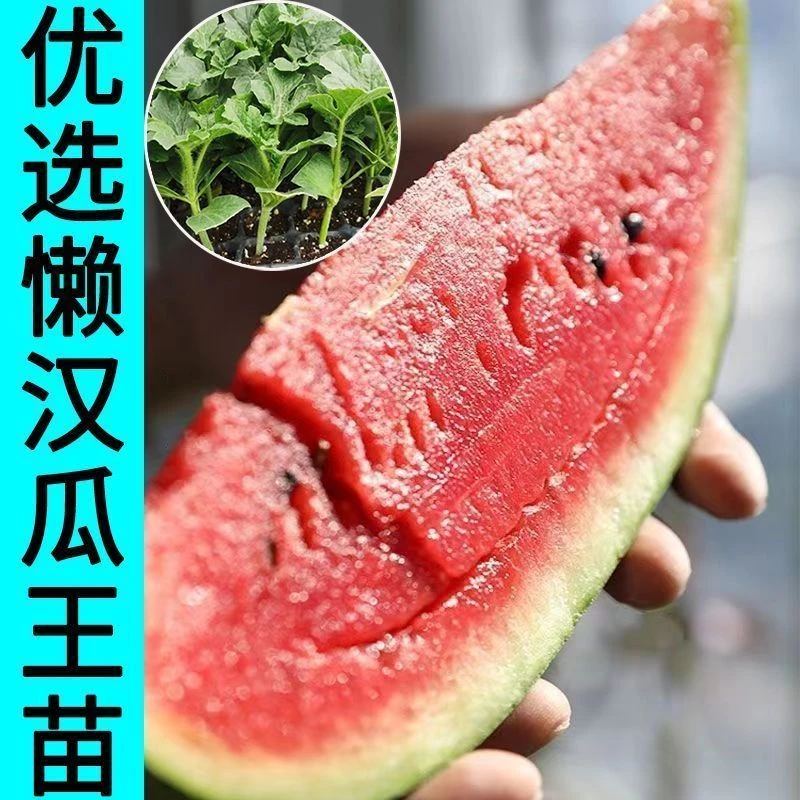 嫁接8424麒麟西瓜苗秧懒汉无籽美都盆栽阳台大甜王早春红玉西瓜苗