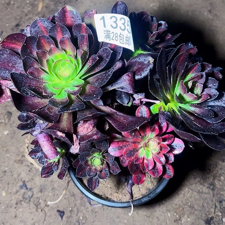 1335爱马仕中班多肉植物法师法师法师