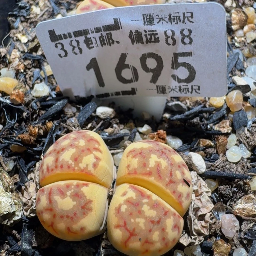 zzZ生石花肉锥1965