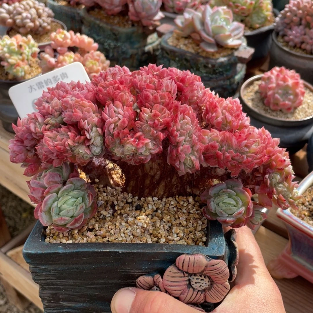 0164贝瑞缀不带盆14厘米