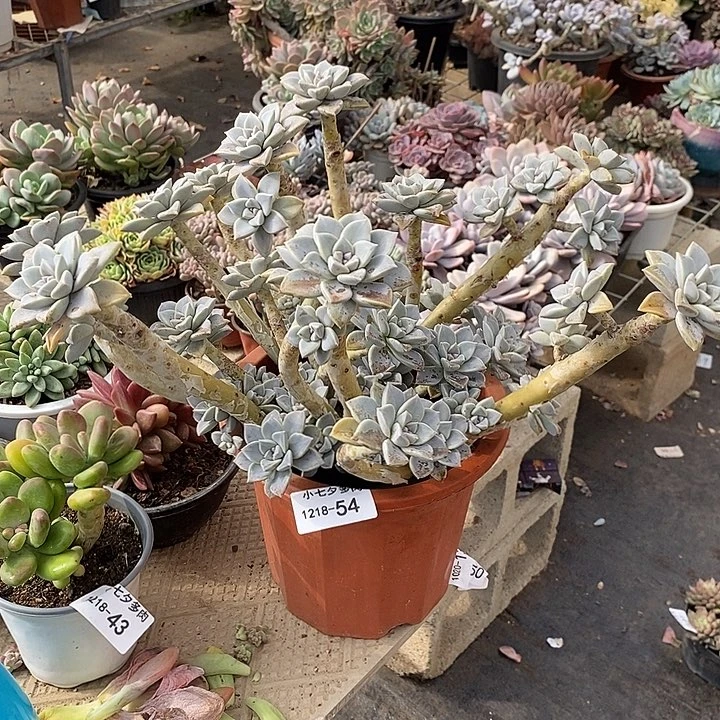 小七夕多肉太子妃54