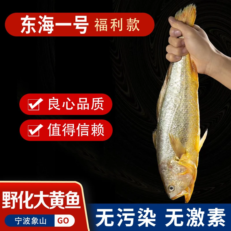 东海一号野化大黄鱼半野生黄花鱼深海捕捞冰鲜水产特产福利款包邮