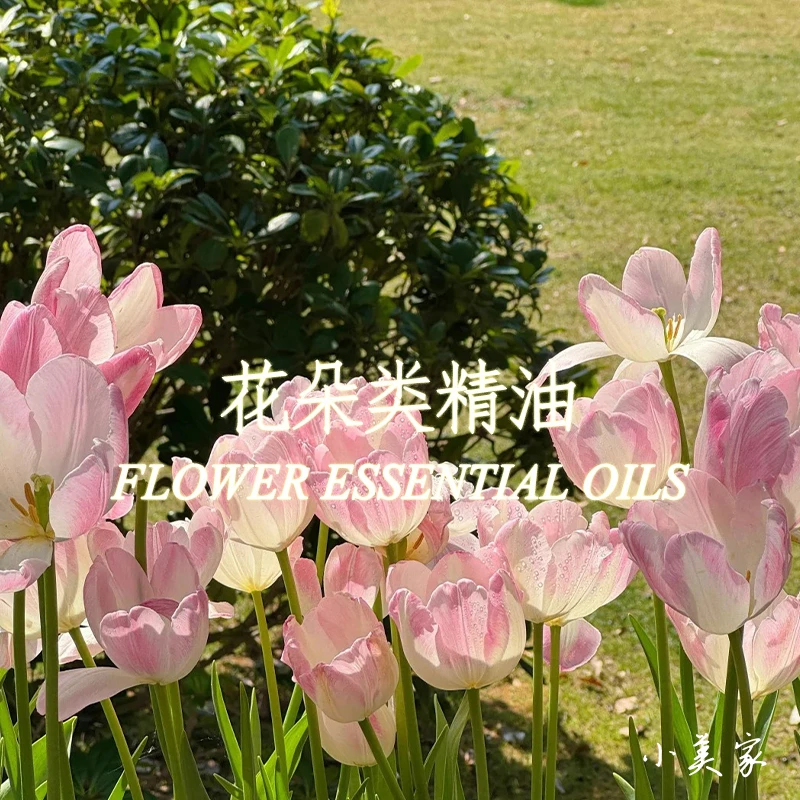 1超级顶*昂贵花朵精油合集