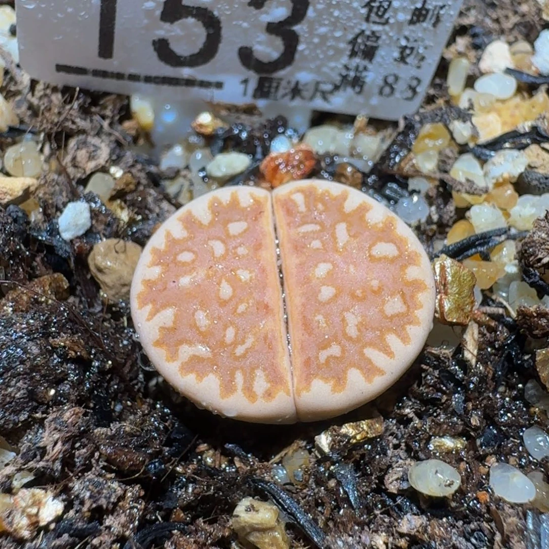 Ssss精品生石花153