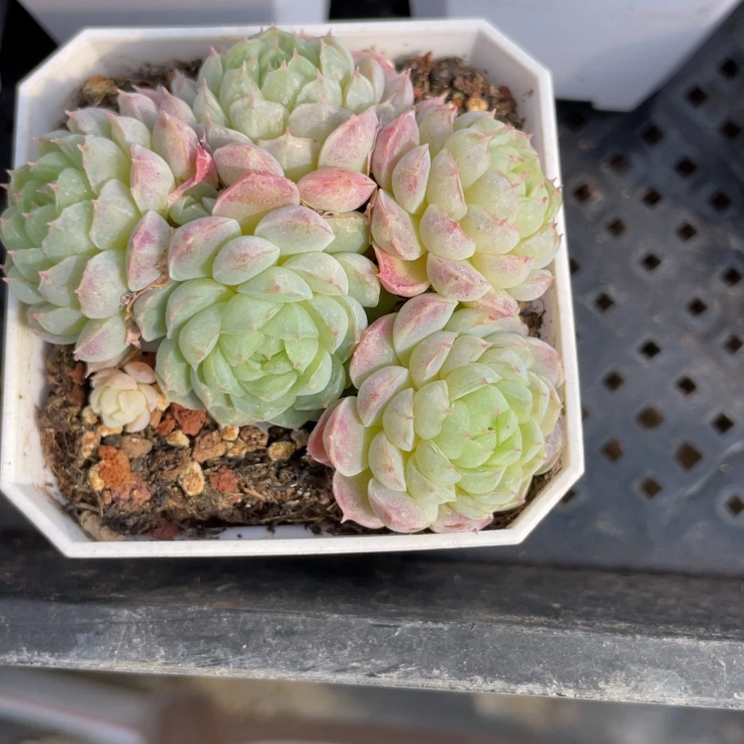 优选羊脂球多肉福利1329