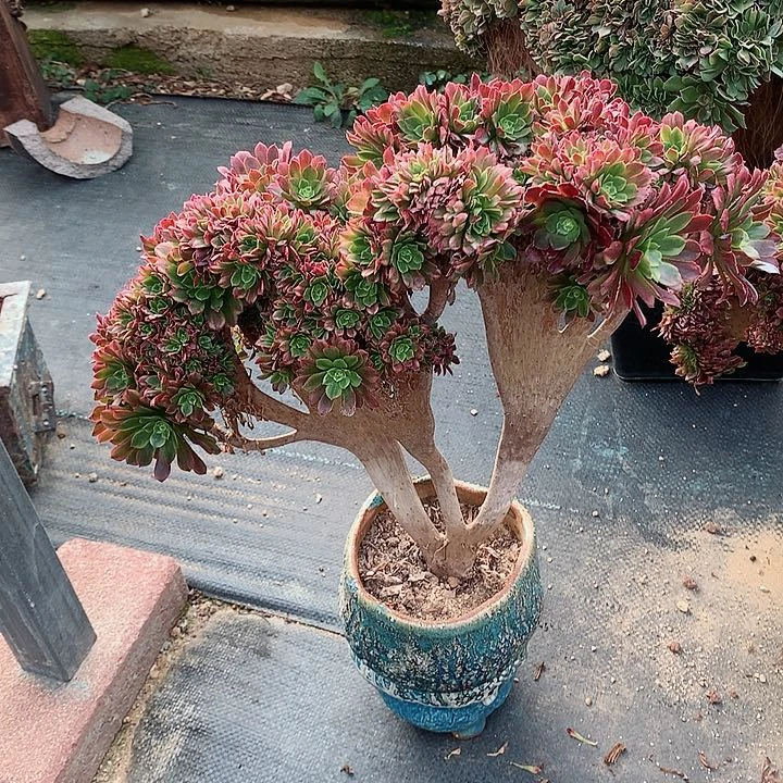 嘉年华朵朵脱土发货啊