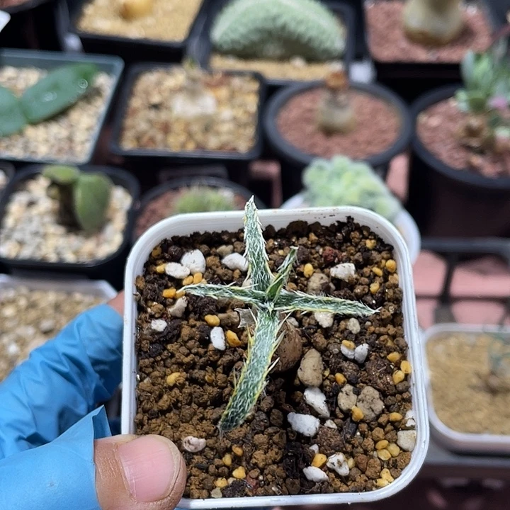 867产地鱿鱼金刚钻